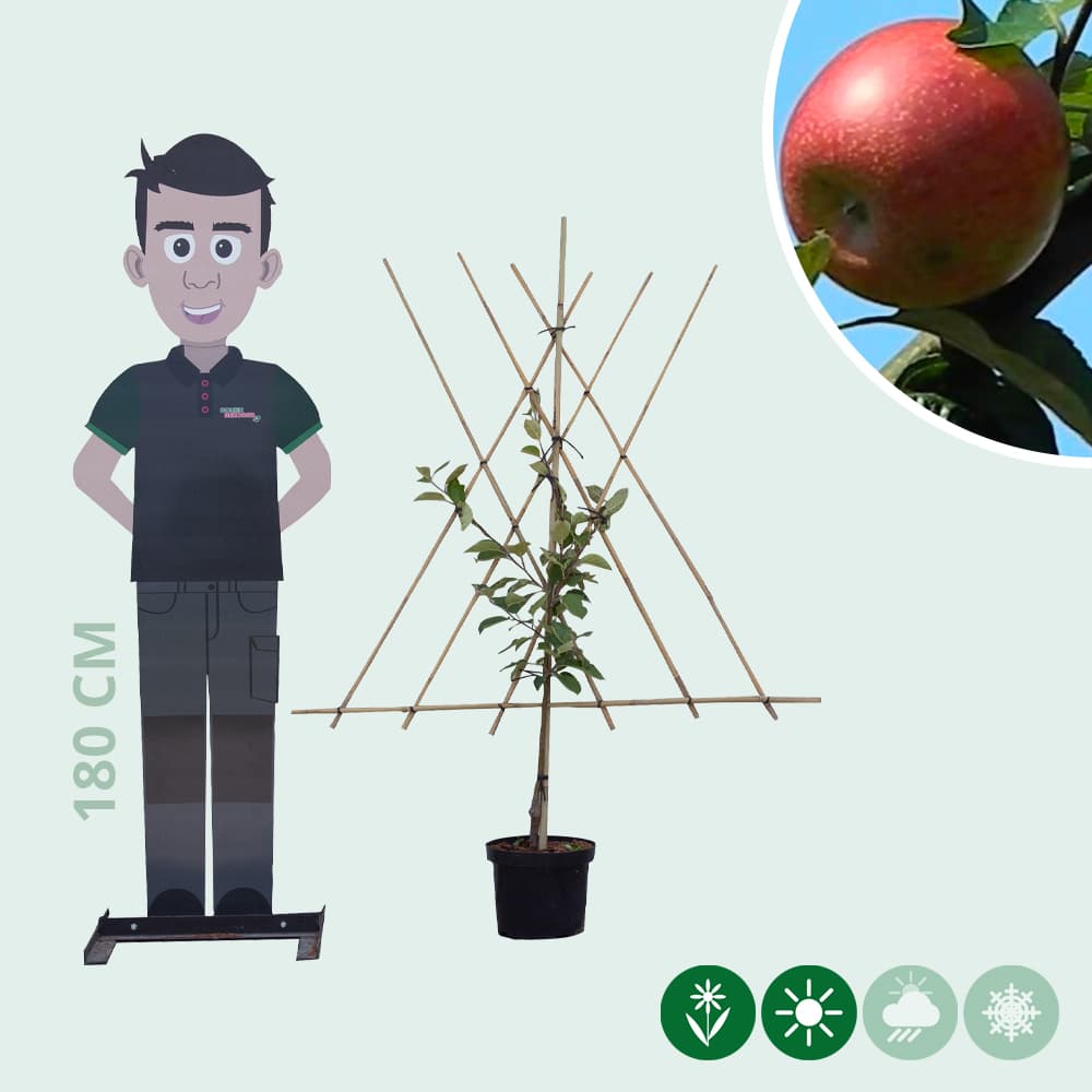 Malus d. 'Benoni' laagstam leiboom