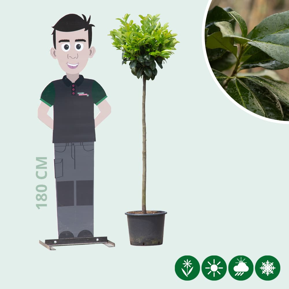 Bol laurier Etna 150 cm stamhoogte