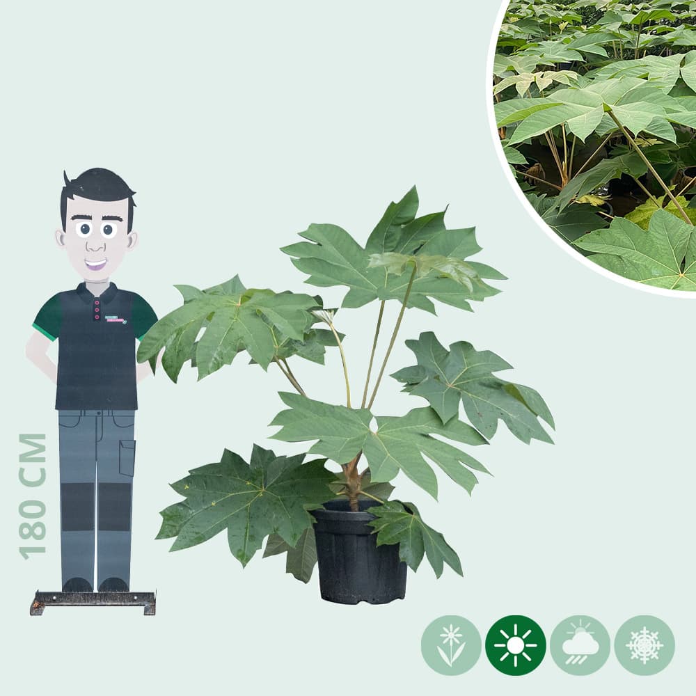 Chinese rijstpapier plant 100 cm
