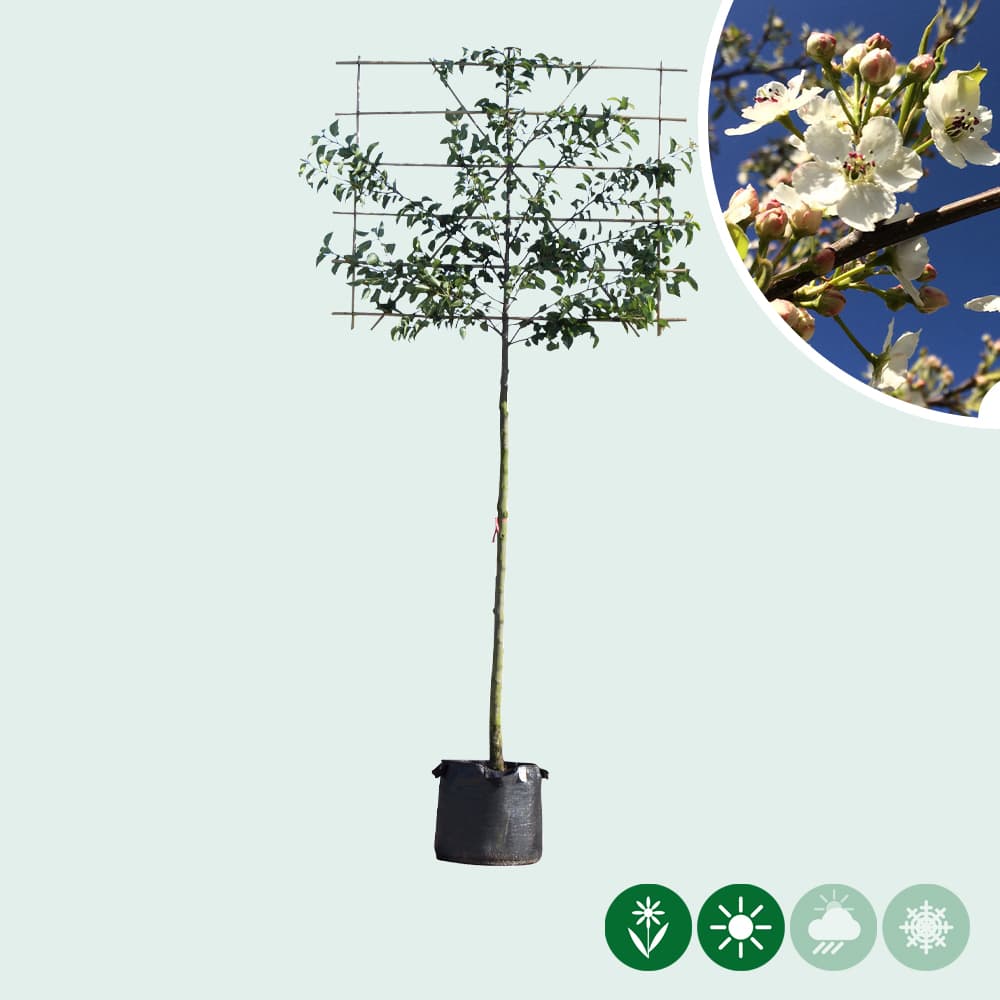 Sierpeer leiboom 200 cm