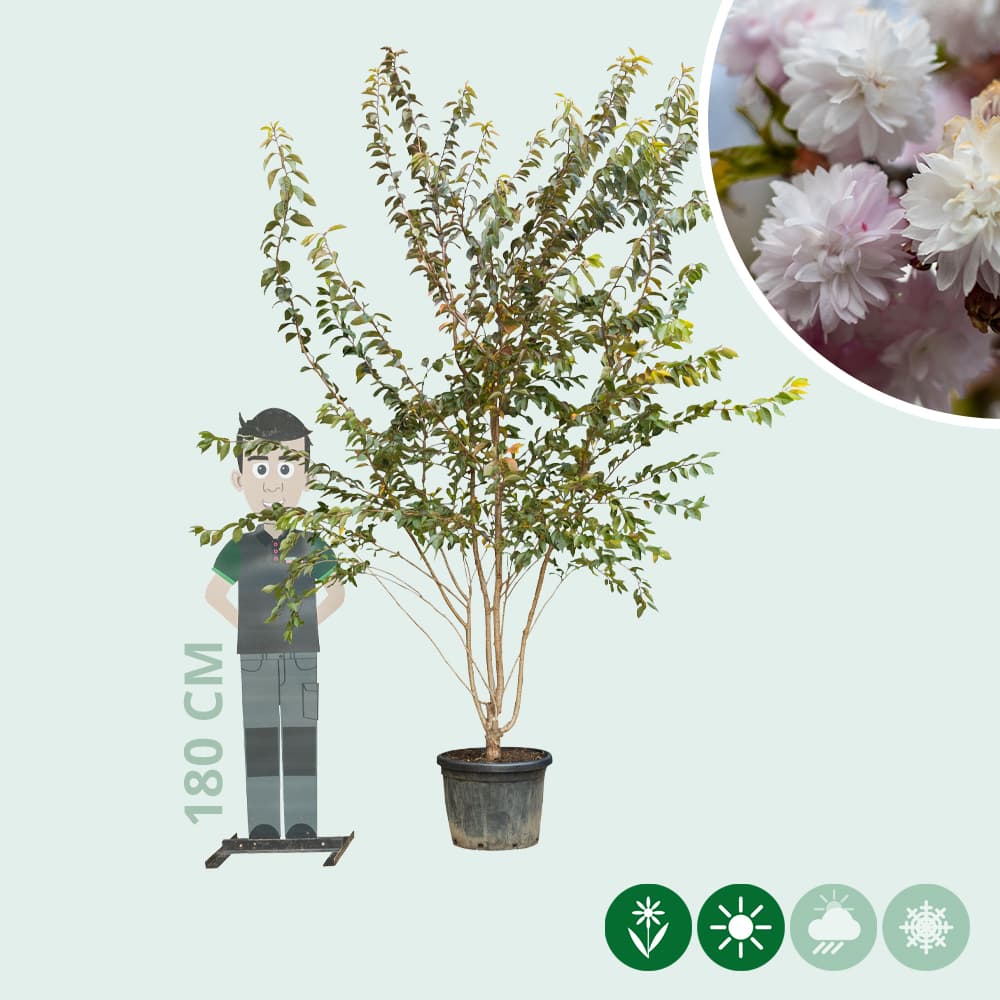 Japanse sierkers autumnalis rosea meerstammig