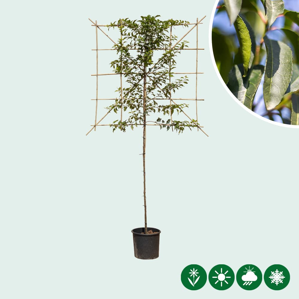 Portugese laurier leiboom 120 cm