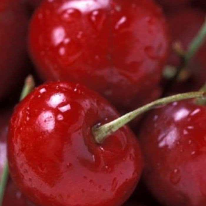 Prunus avium 'Dubbele Meikers'