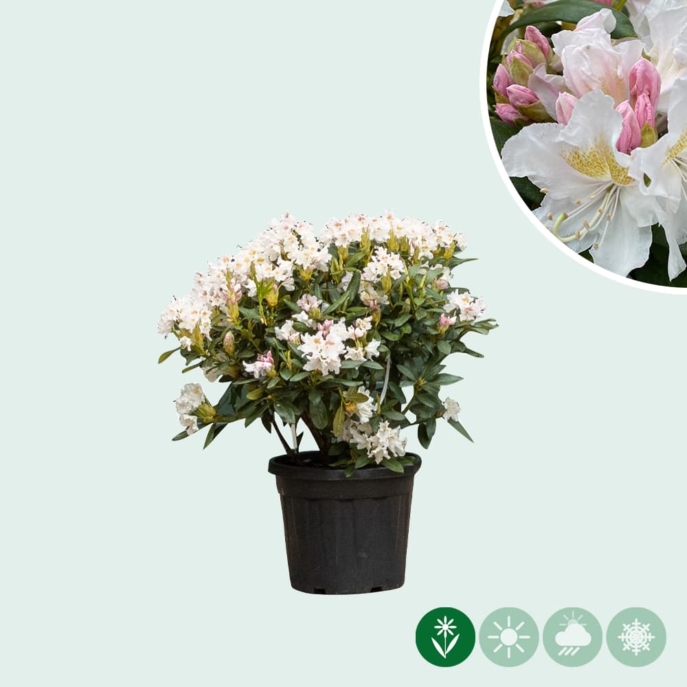 Rhododendron Cunninghams White