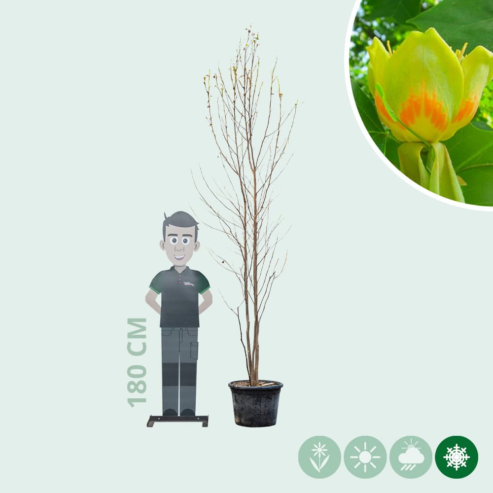 Tulpenboom meerstammig