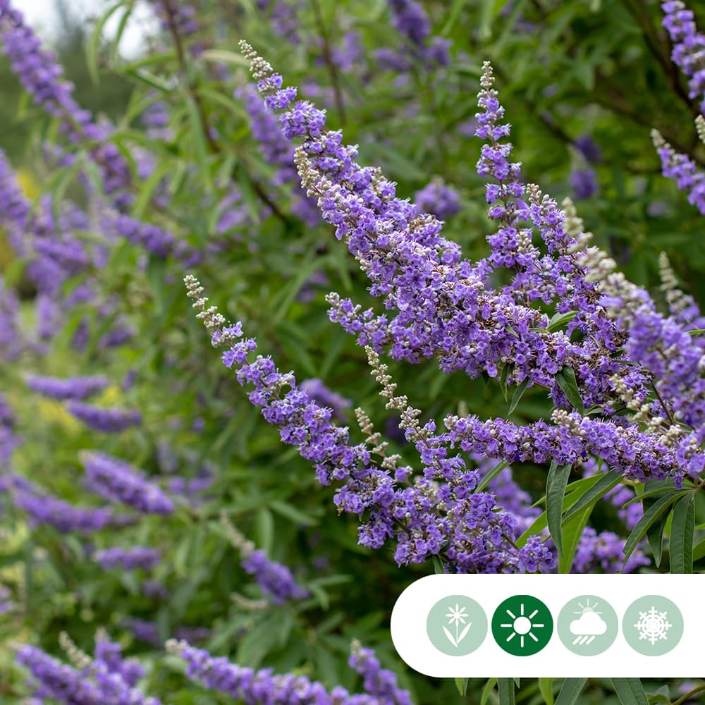 Kuisheidsboom meerstammig