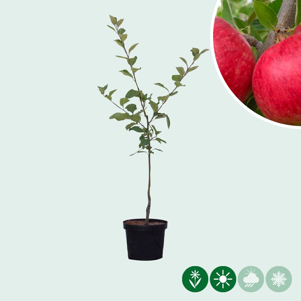 Malus d. 'Ecolette'