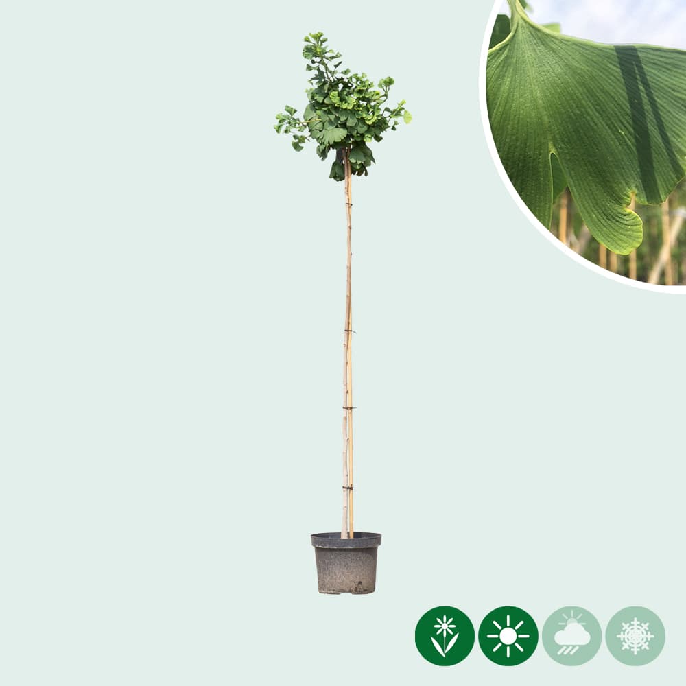 Japanse notenboom op stam 150 cm stamhoogte