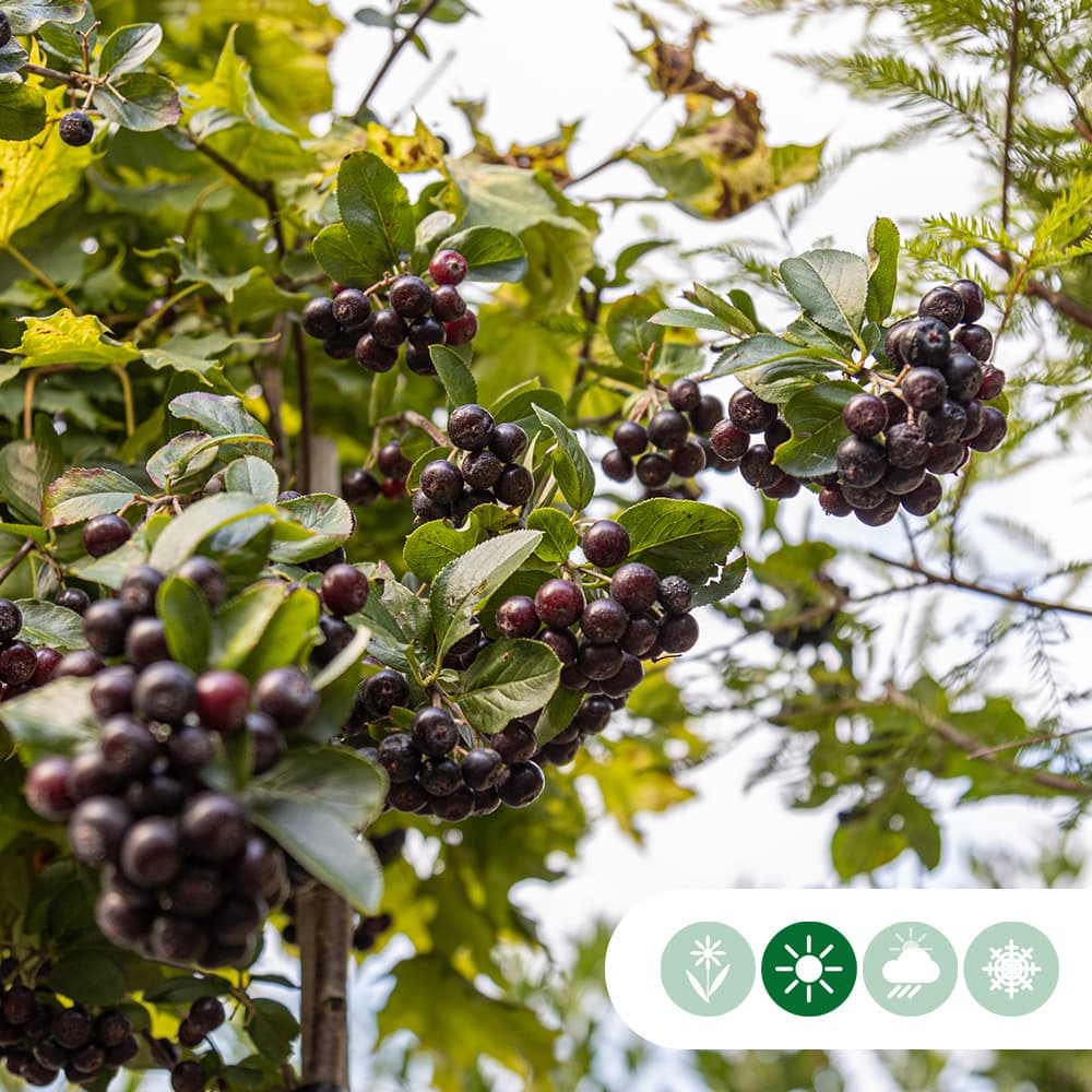 Appelbes hoogstam