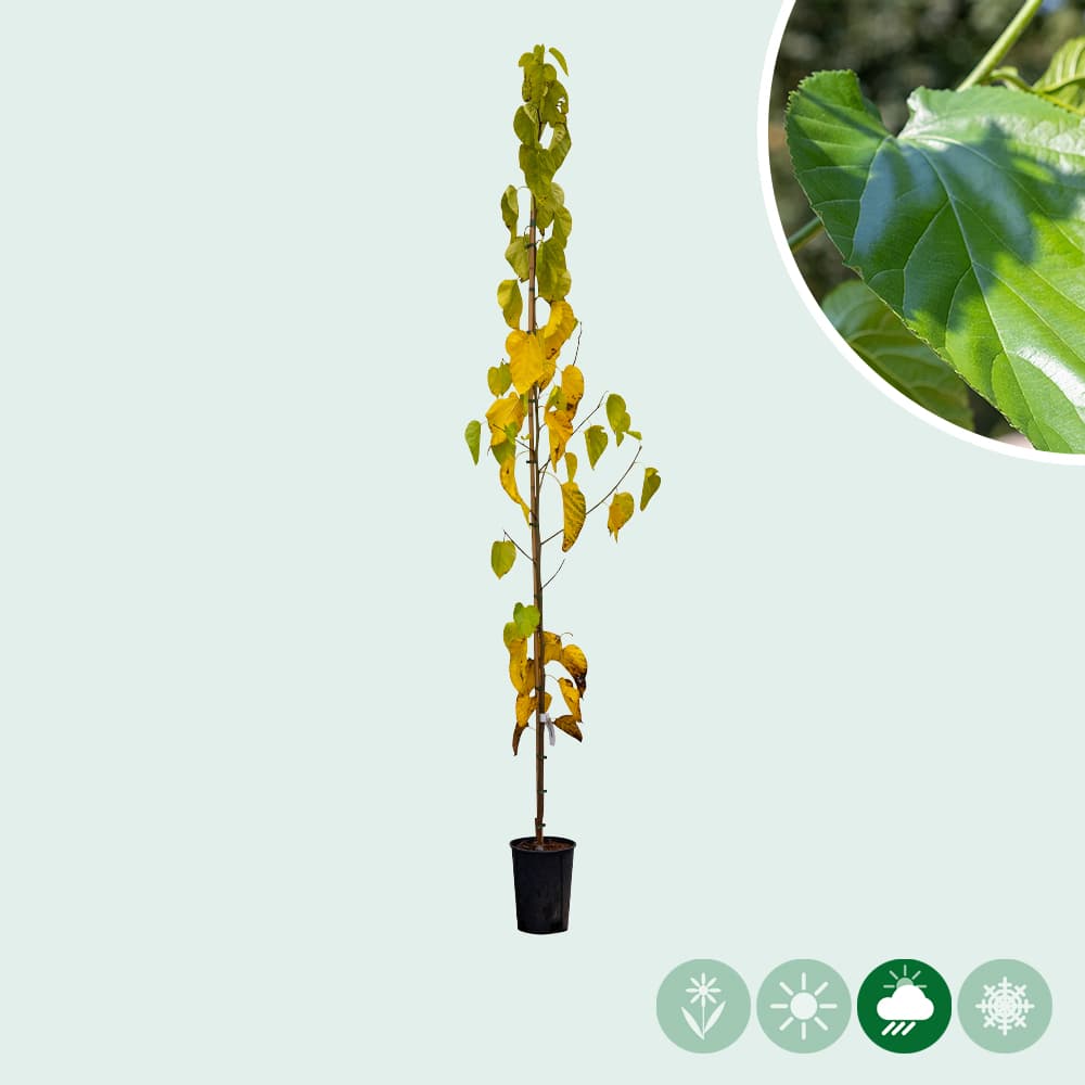 Moerbei 'White Berry'