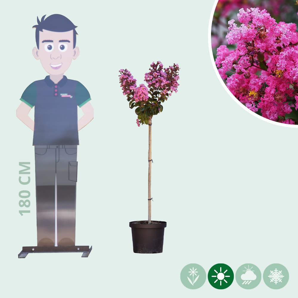 Lagerstroemia 'Enduring Pink'