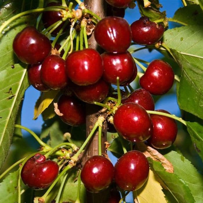 Prunus avium 'Van'