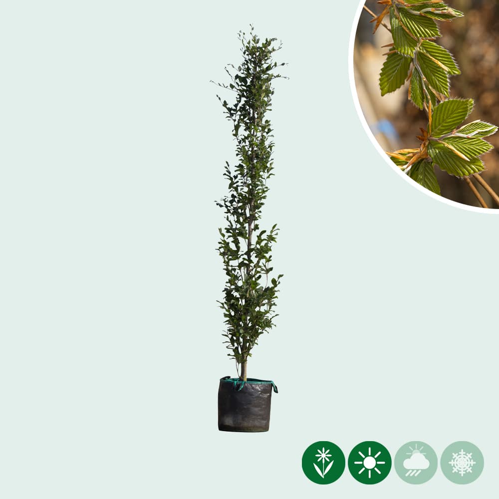 Groene zuilbeuk