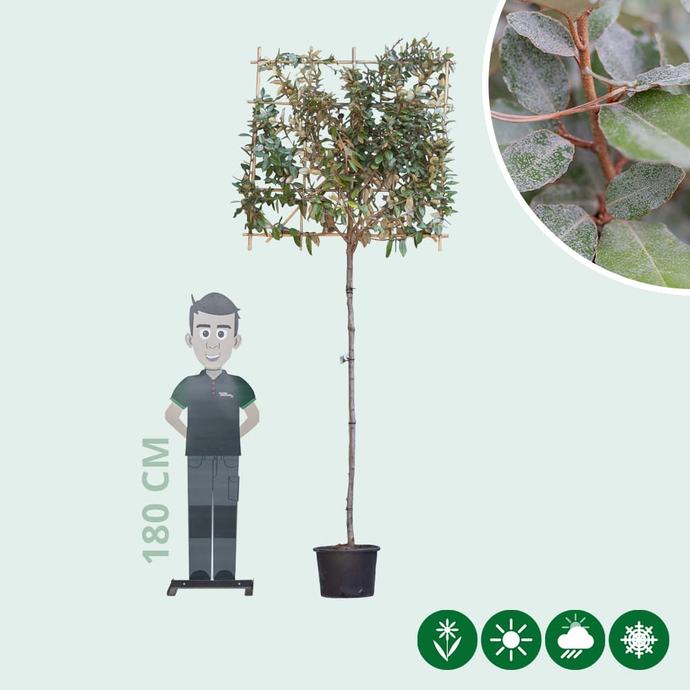 Olijfwilg leiboom 180 cm