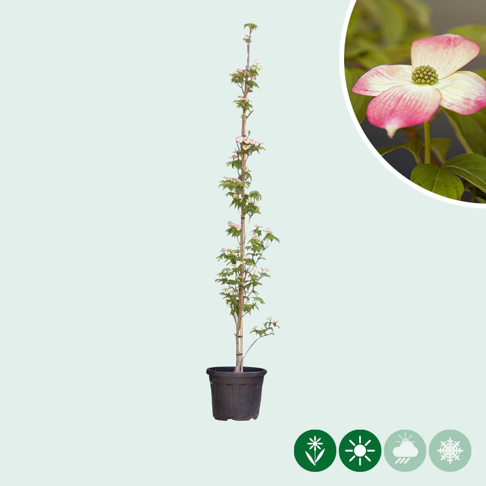 Kornoelje 'Stellar Pink' laagstam