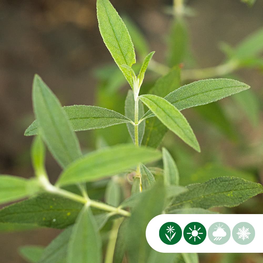 Vlinderstruik Black Knight hoogstam