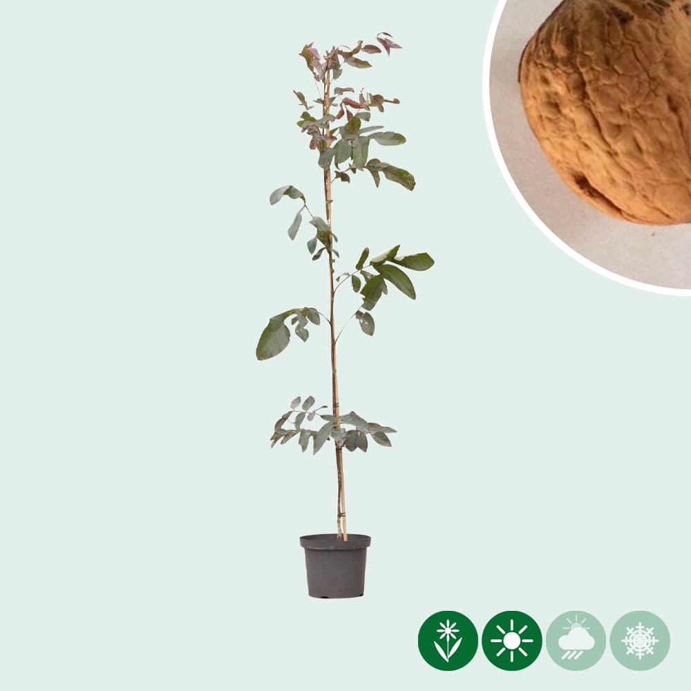 Roodbladige walnotenboom