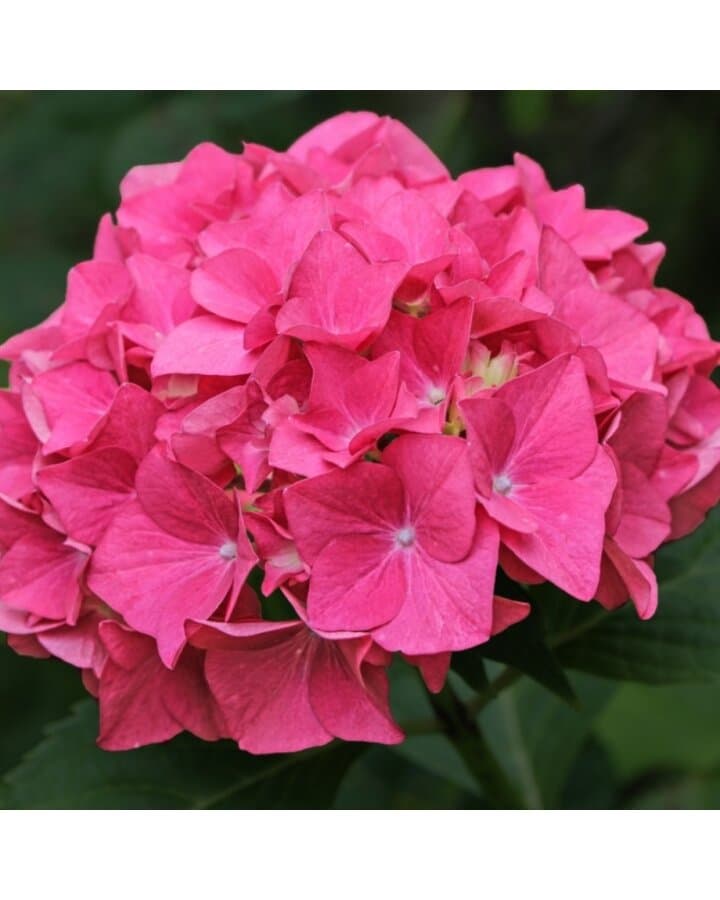 3 Gratis horrortensia's