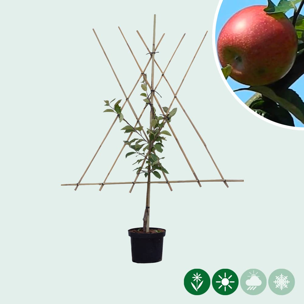 Malus d. 'Benoni' laagstam leiboom