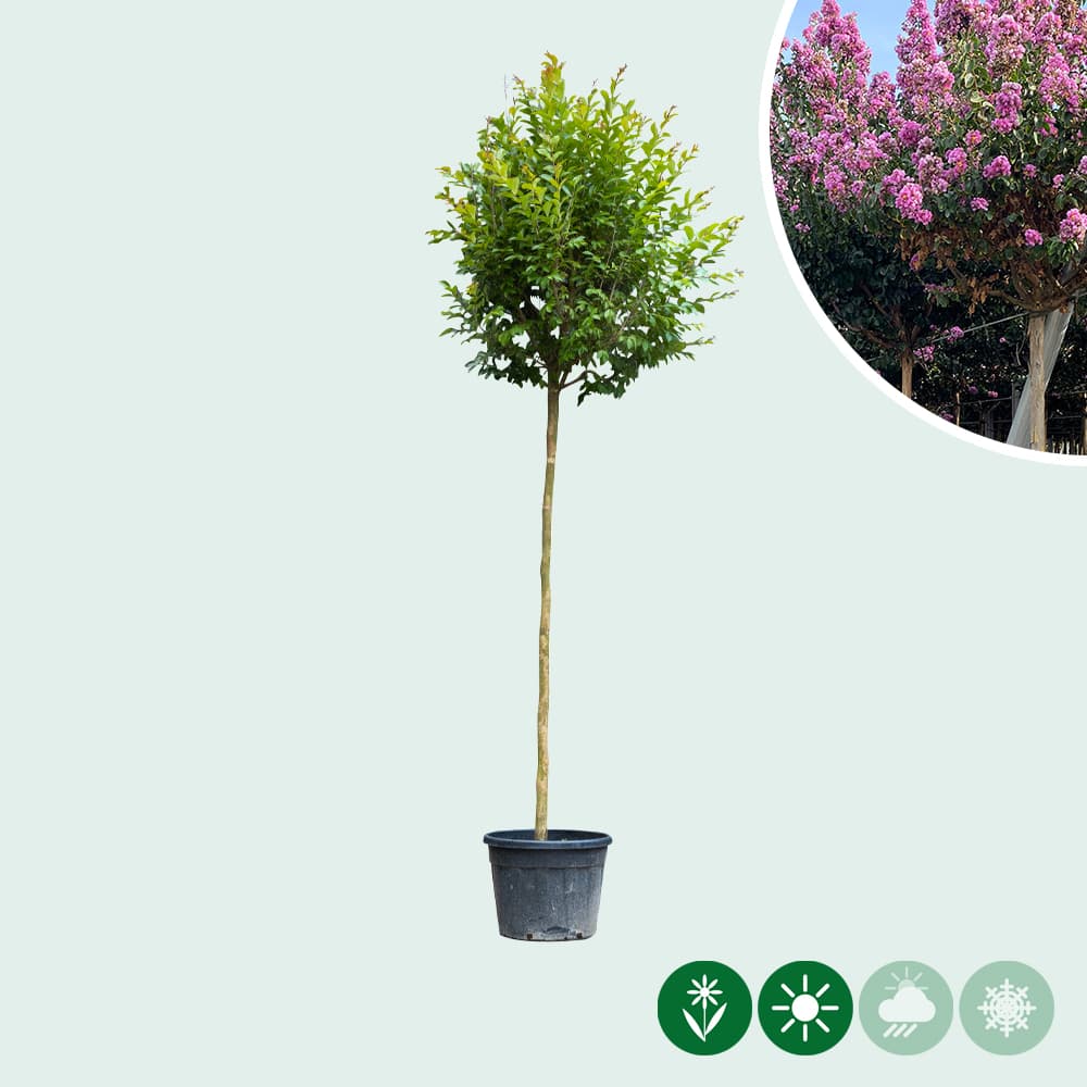 Lagerstroemia indica 2
