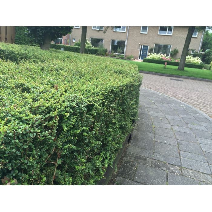 Zuurbes haag 30 cm