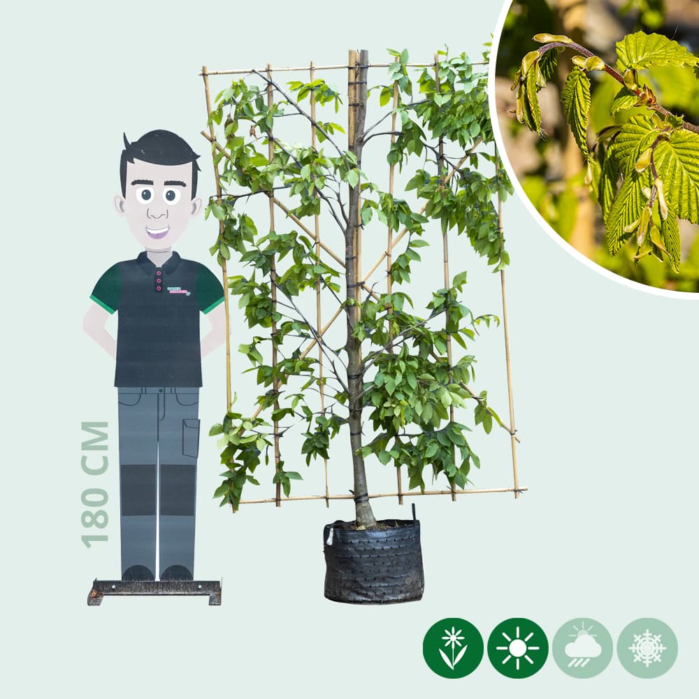 Haagbeuk haagelement