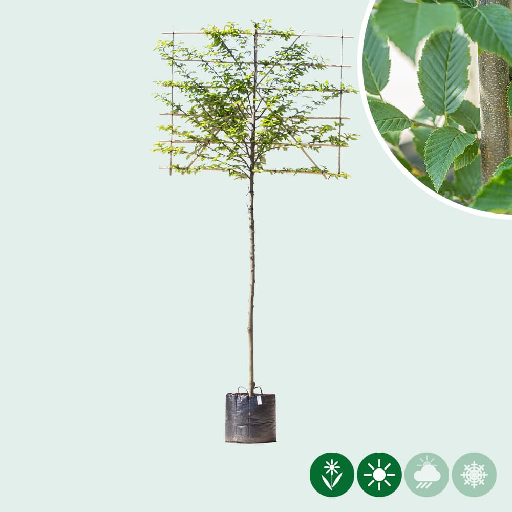 Zuil leihaagbeuk 180 cm