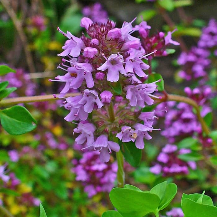 Thymus serpyllum