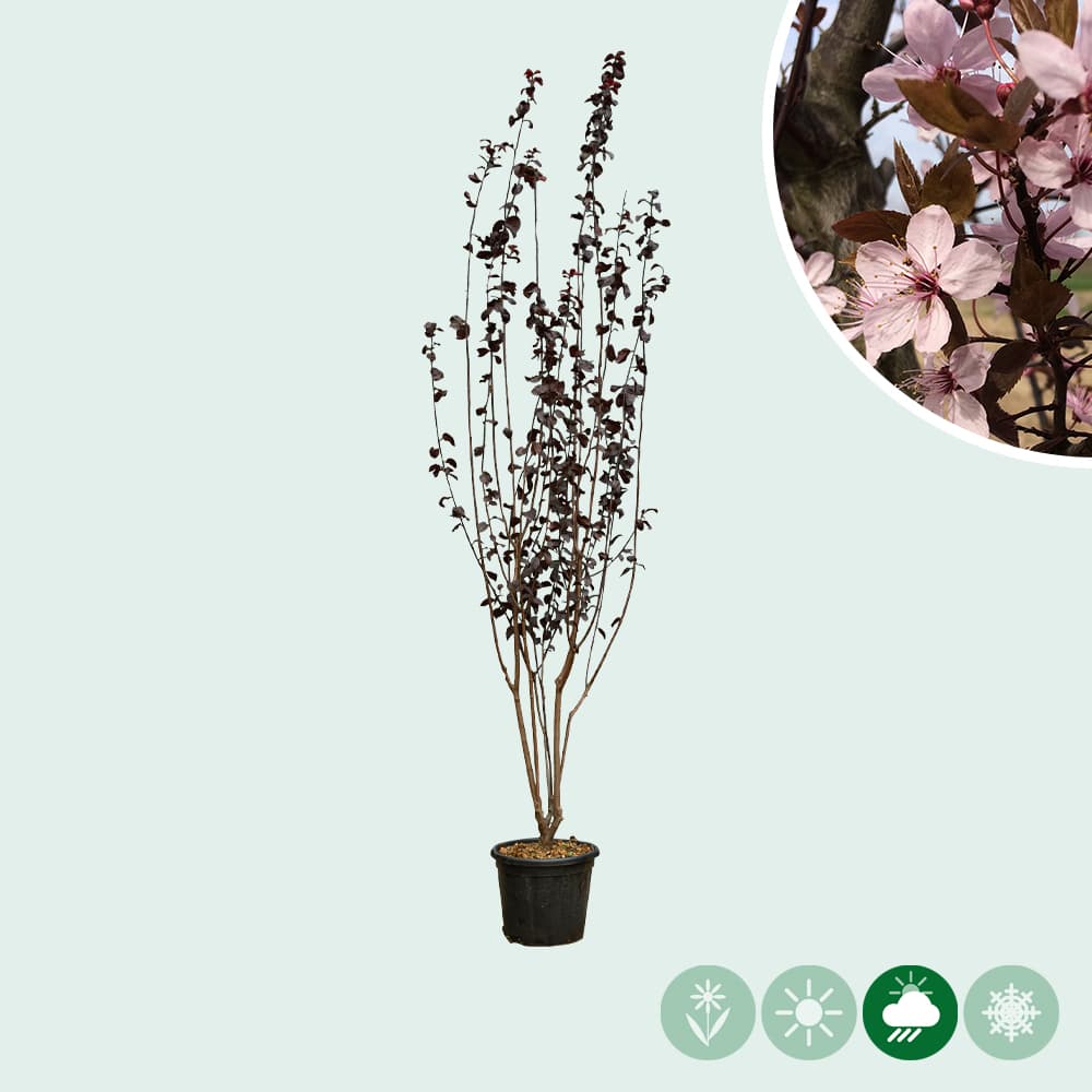 Kerspruim meerstammig