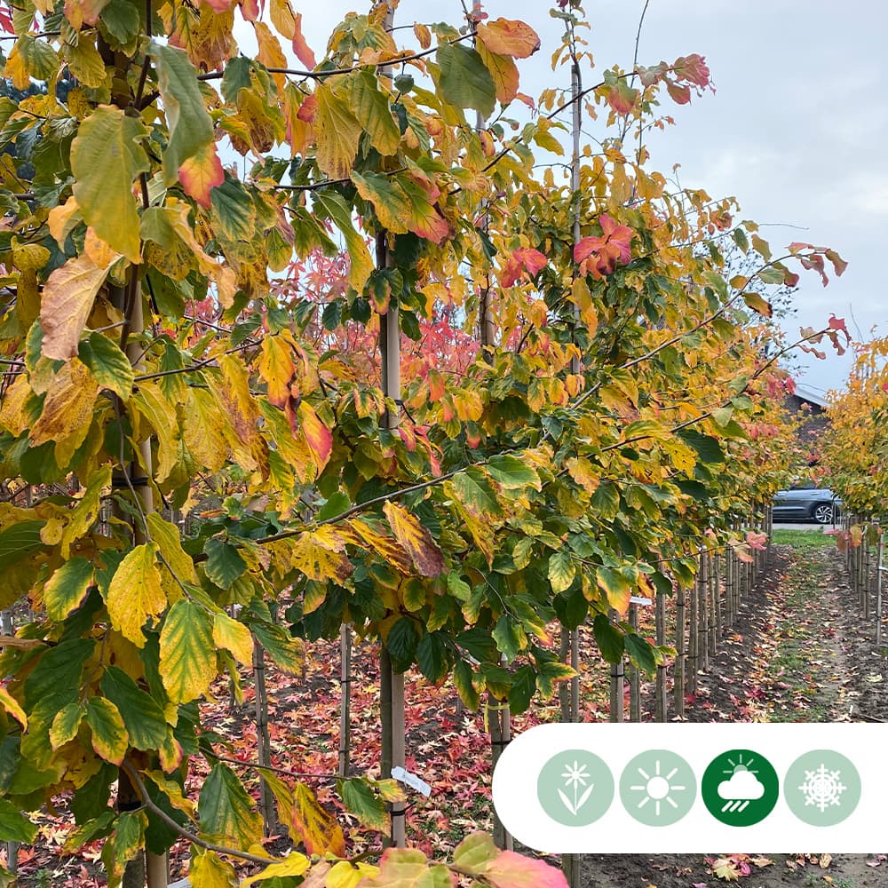 Parrotia leiboom 150 cm
