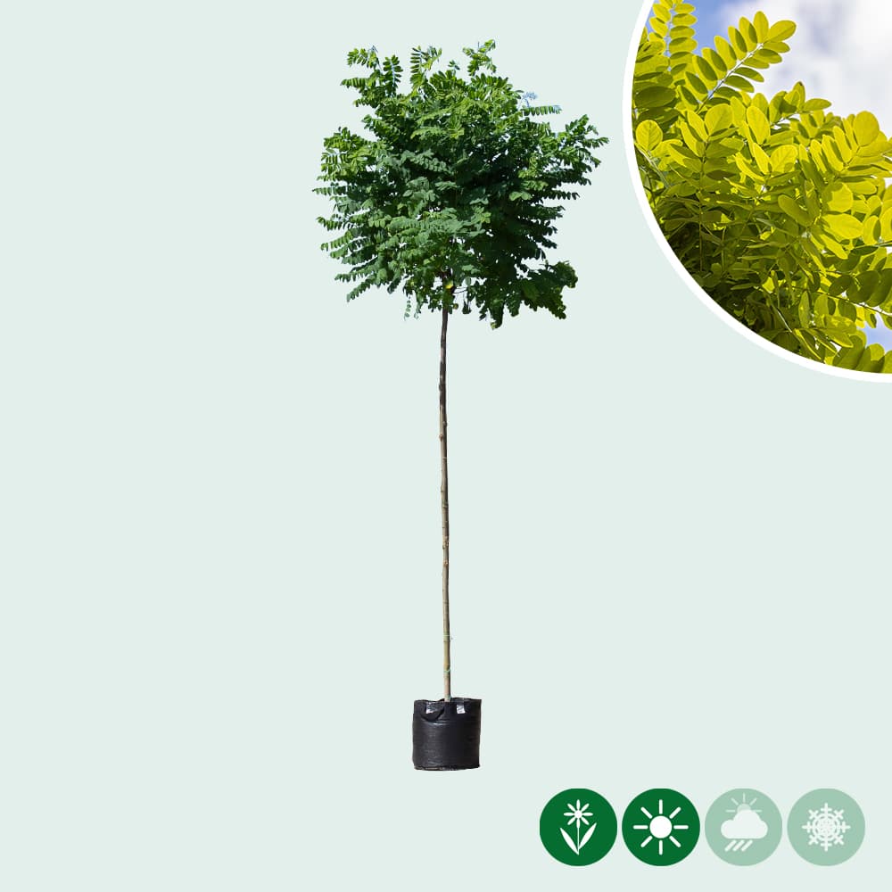 Bol acacia 220 cm stamhoogte