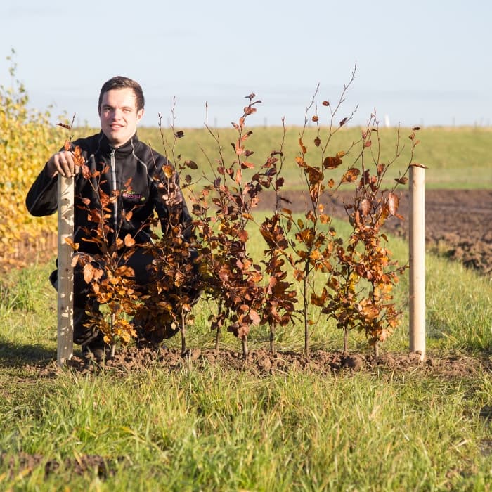 Rode beukenhaag per meter dubbele rij
