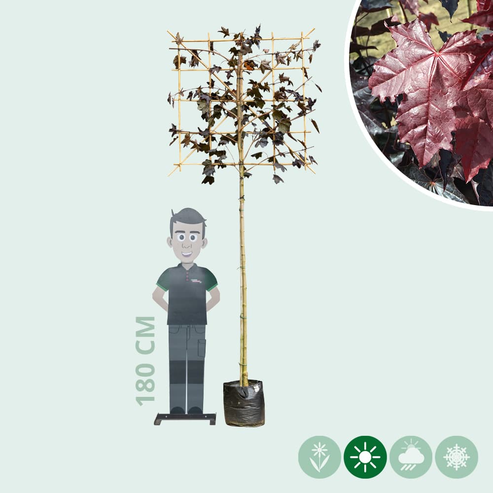 Rode lei esdoorn 180 cm