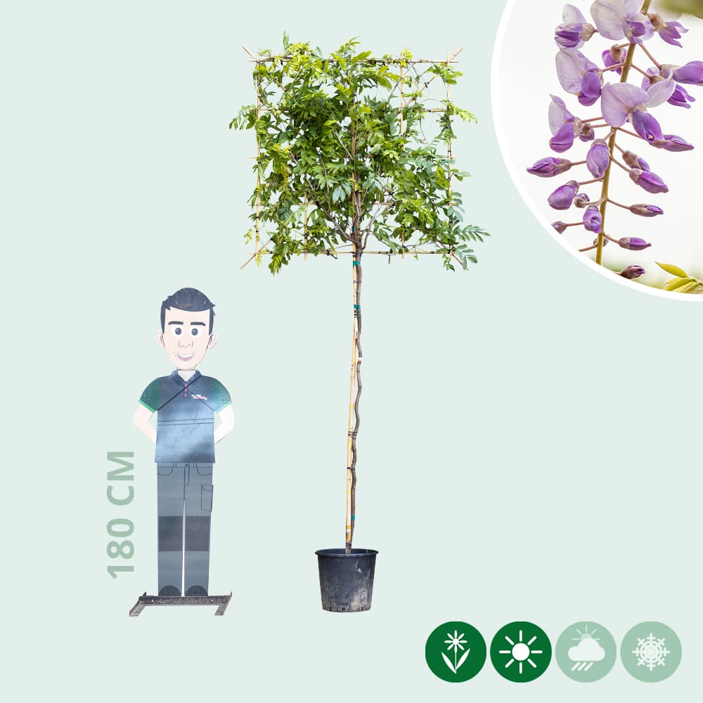 Blauwe regen leiboom