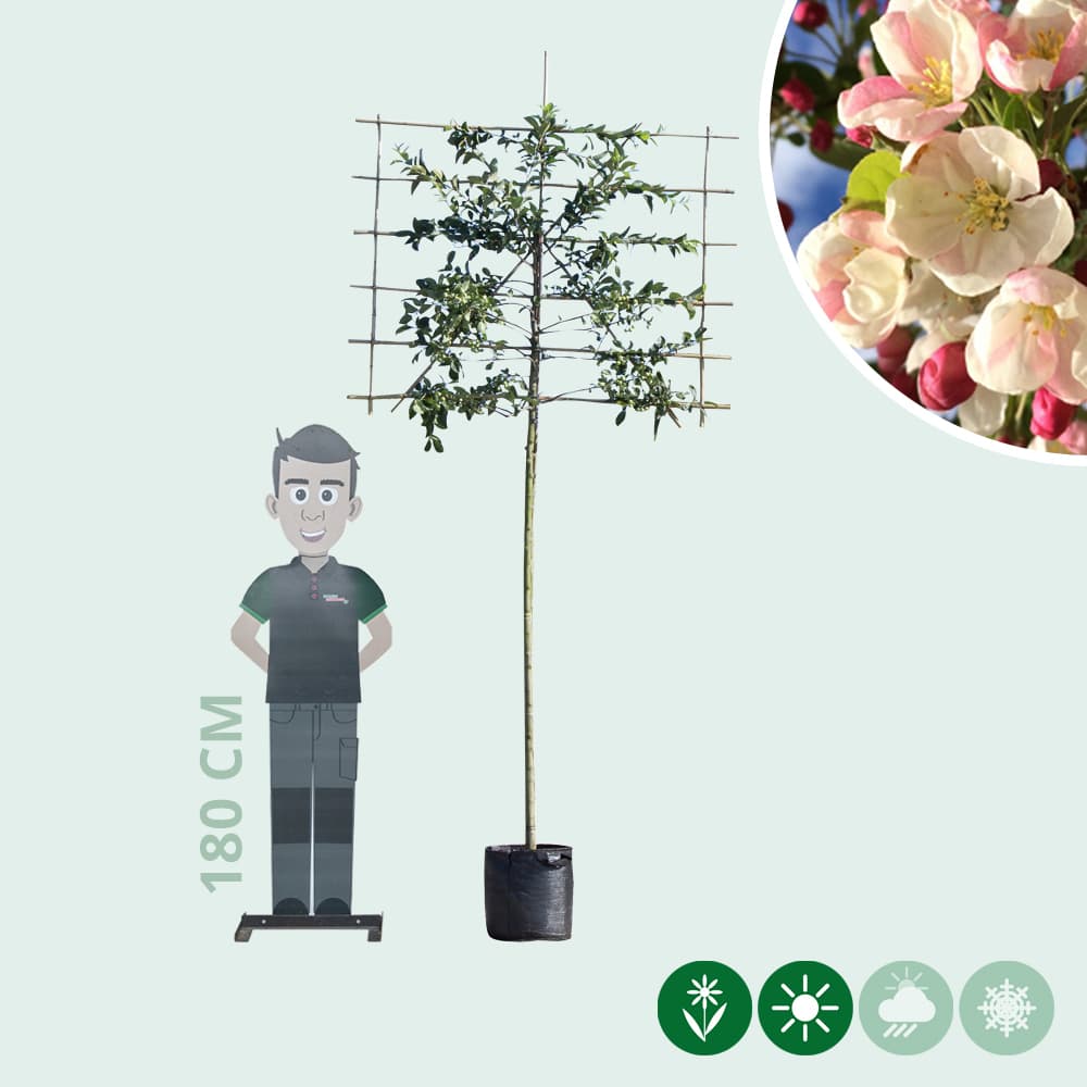 Sierappel leiboom 180 cm