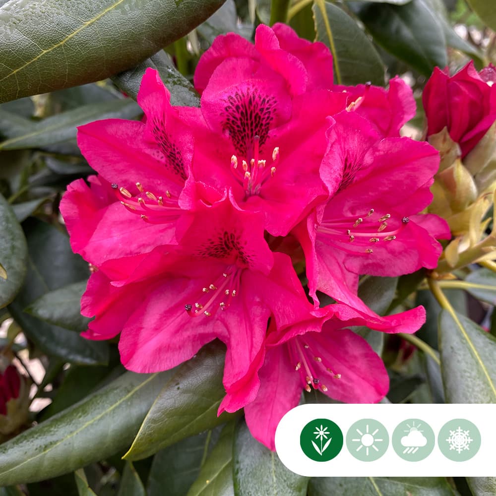 Rhododendron Nova Zembla