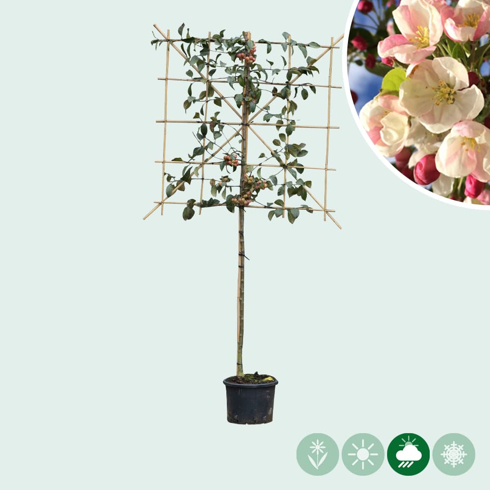 Sierappel als leiboom 120 cm (120x120)