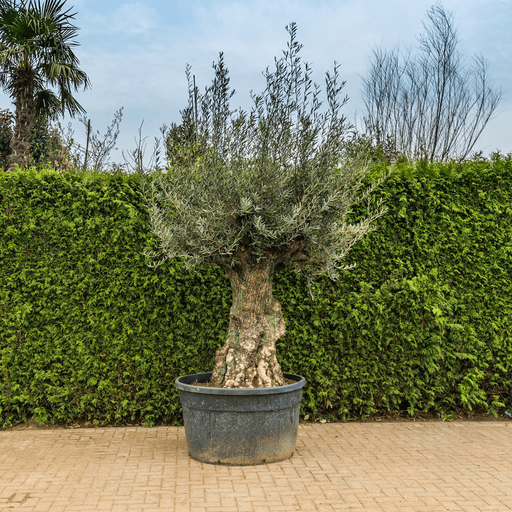 Exclusieve bomen