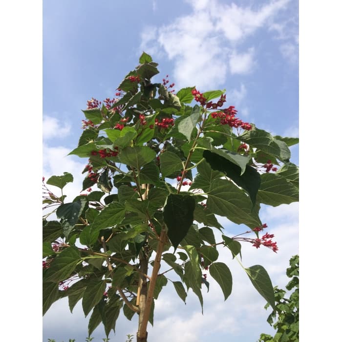 Pindakaasboom