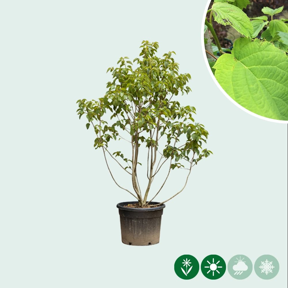 Zakdoekjesboom meerstammig