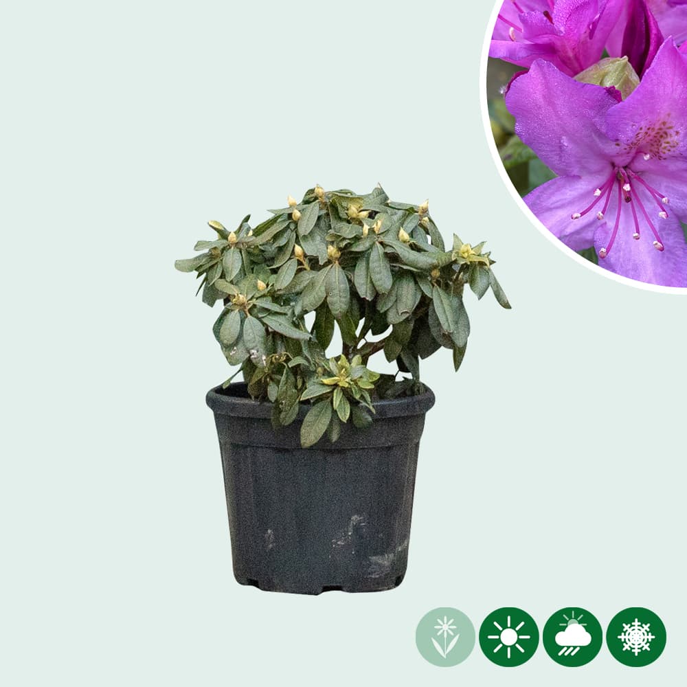 Rhododendron 'Azurro'