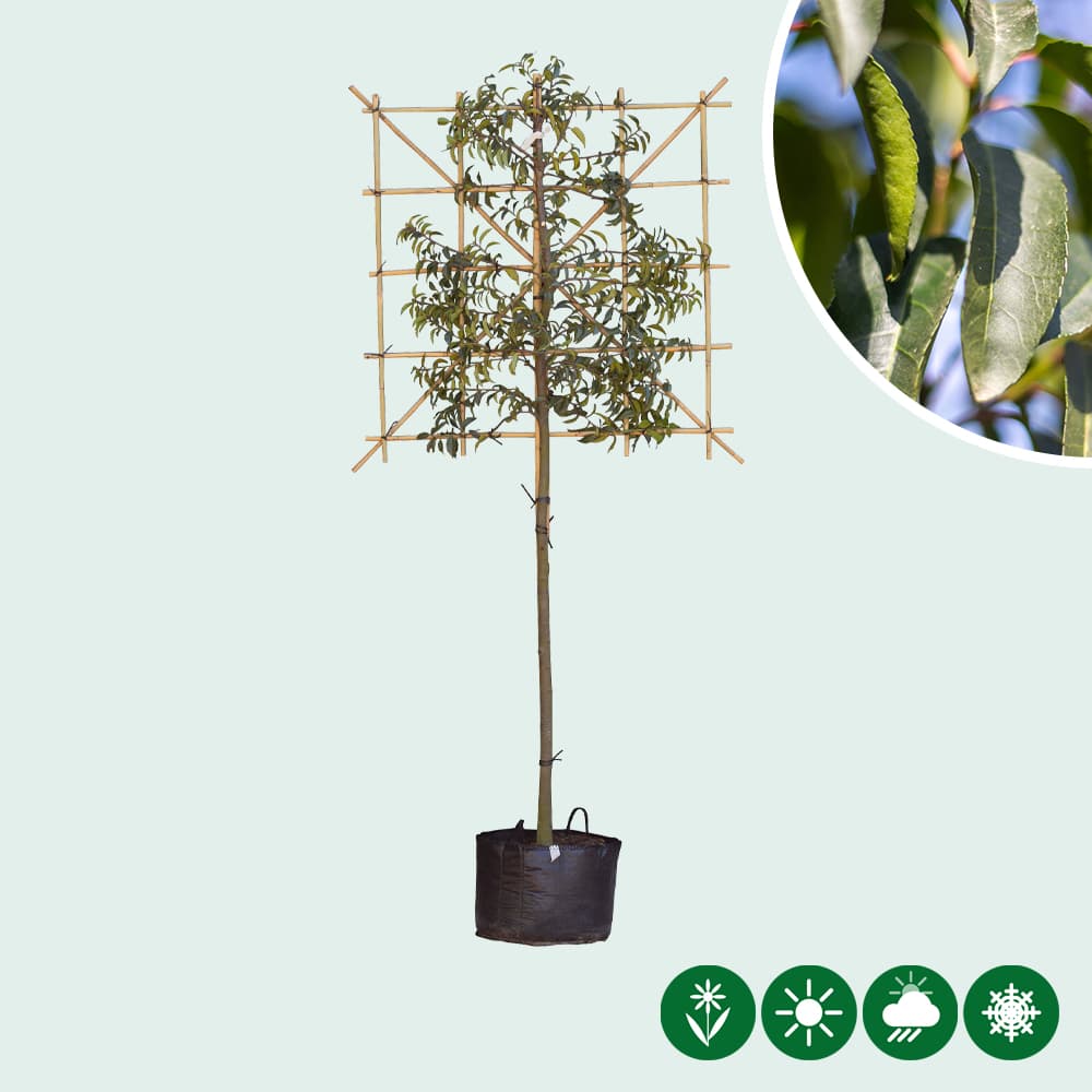 Portugese laurier leiboom 150 cm