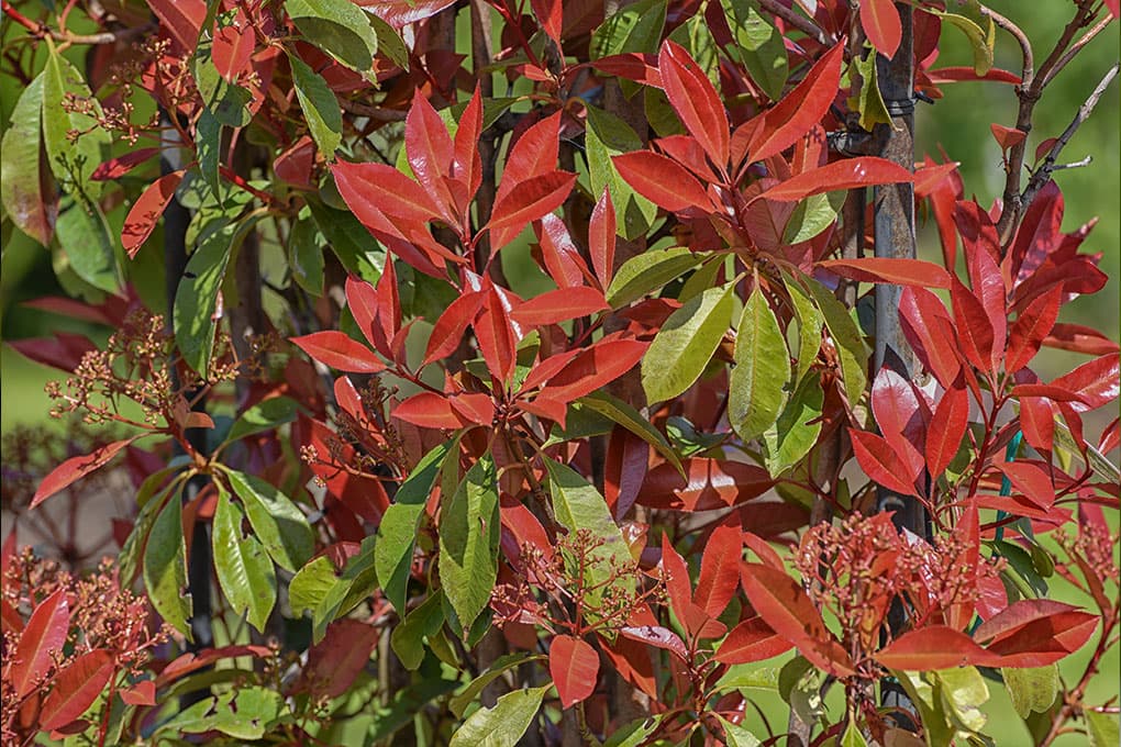 Glansmispel Photinia