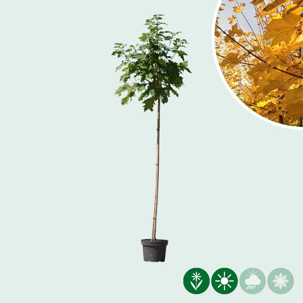 Groene bol esdoorn 150 cm stamhoogte