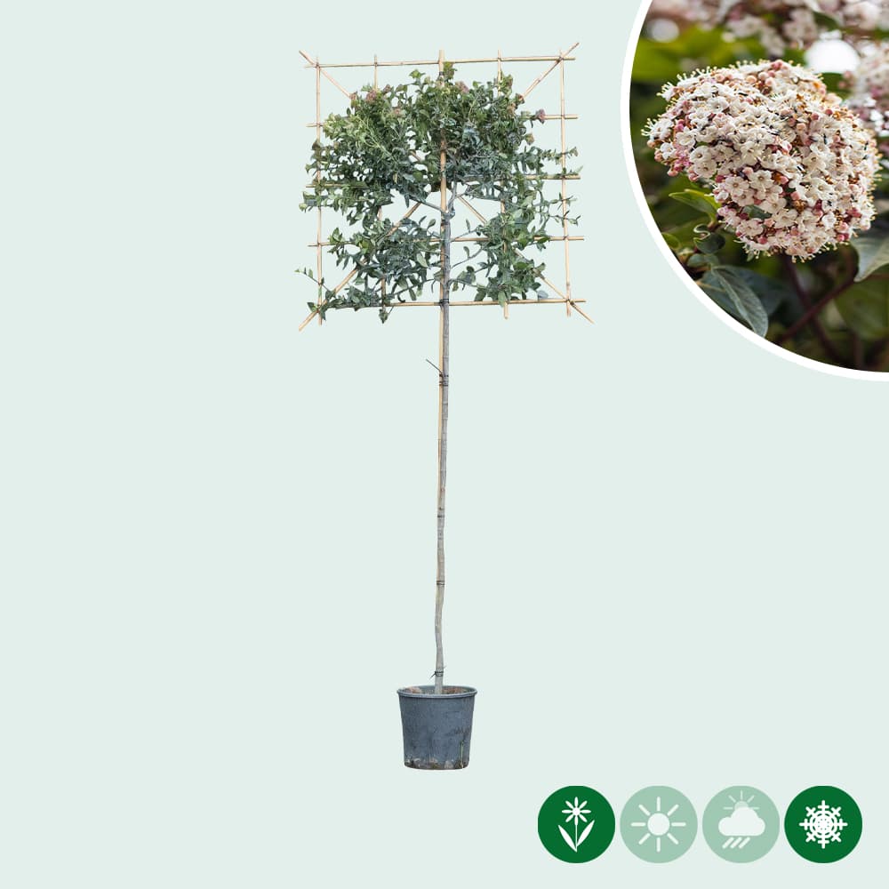 Viburnum tinus leiboom 200 cm