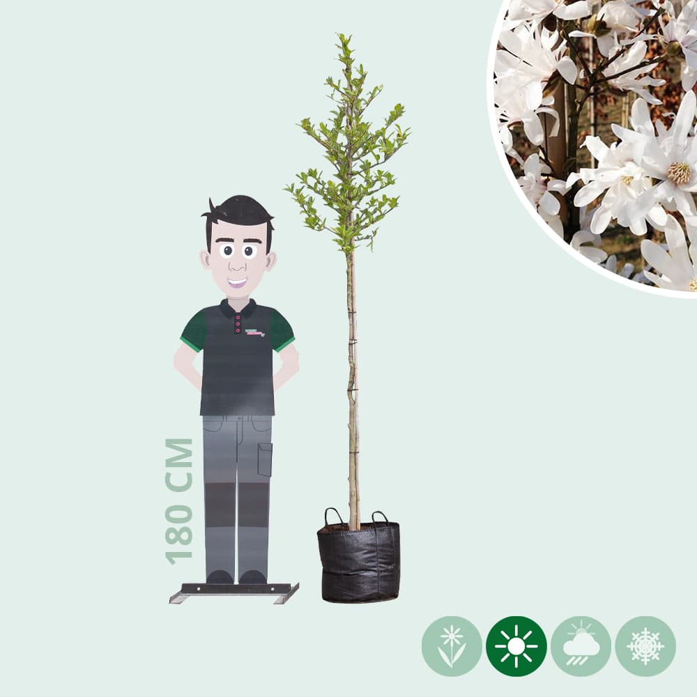 Magnolia stellata
