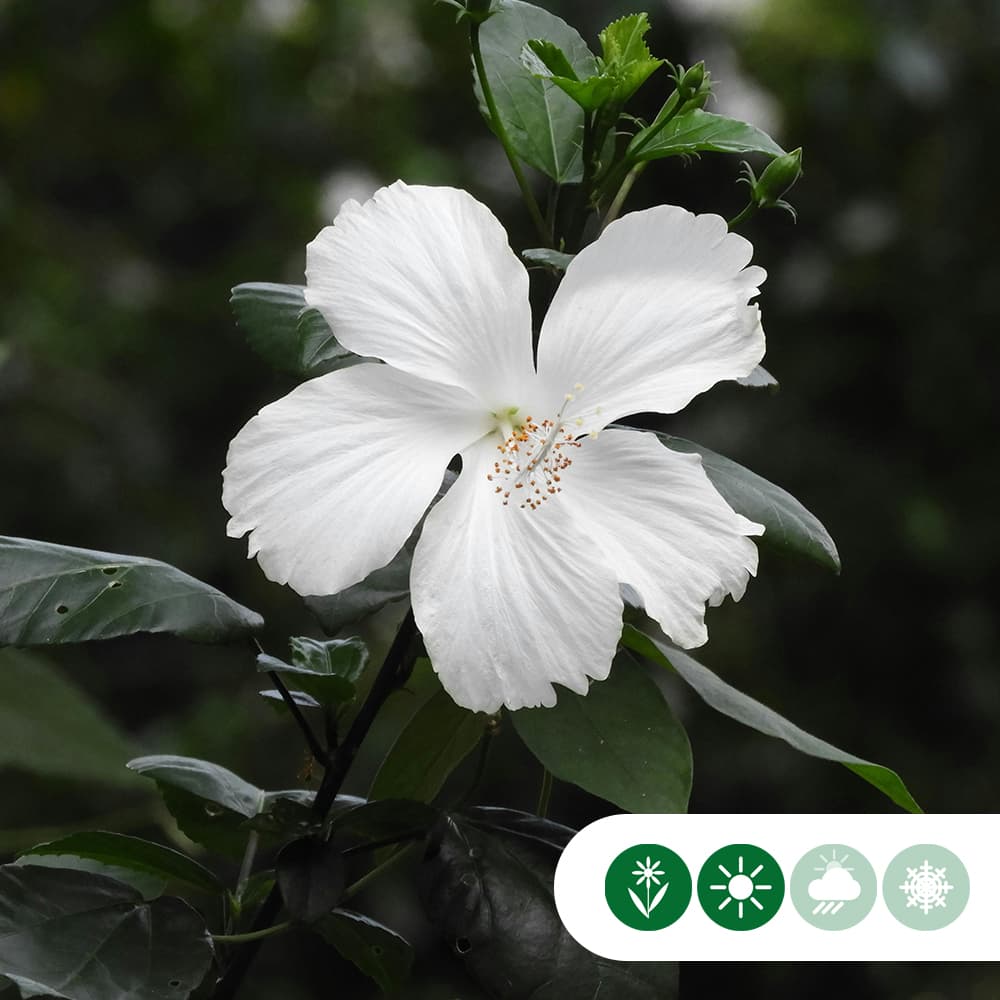 Hibiscus 'Bianco'