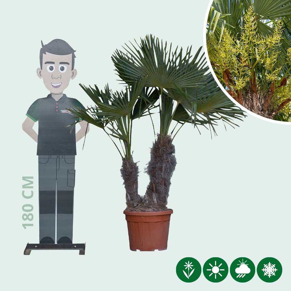 Chinese waaierpalm duostam