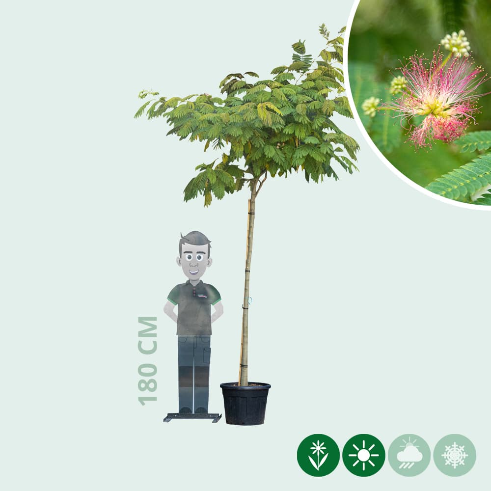 Perzische slaapboom