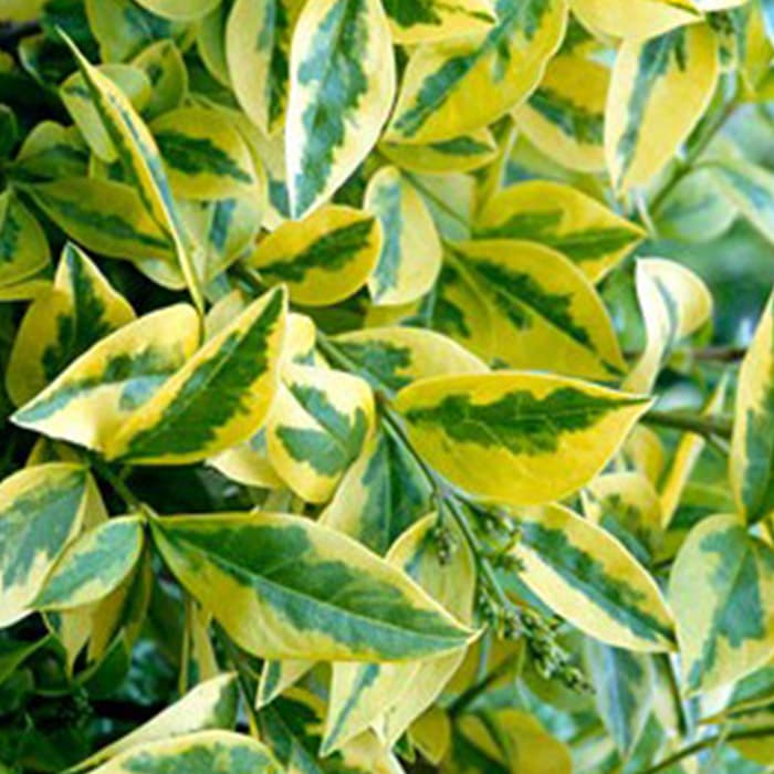 Bontbladige ligusterhaag 40 cm